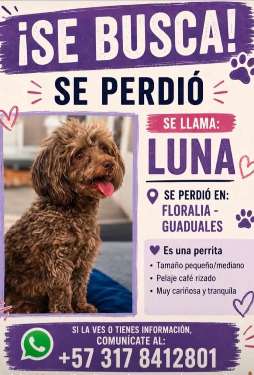 LUNA · Perro pequeño, café