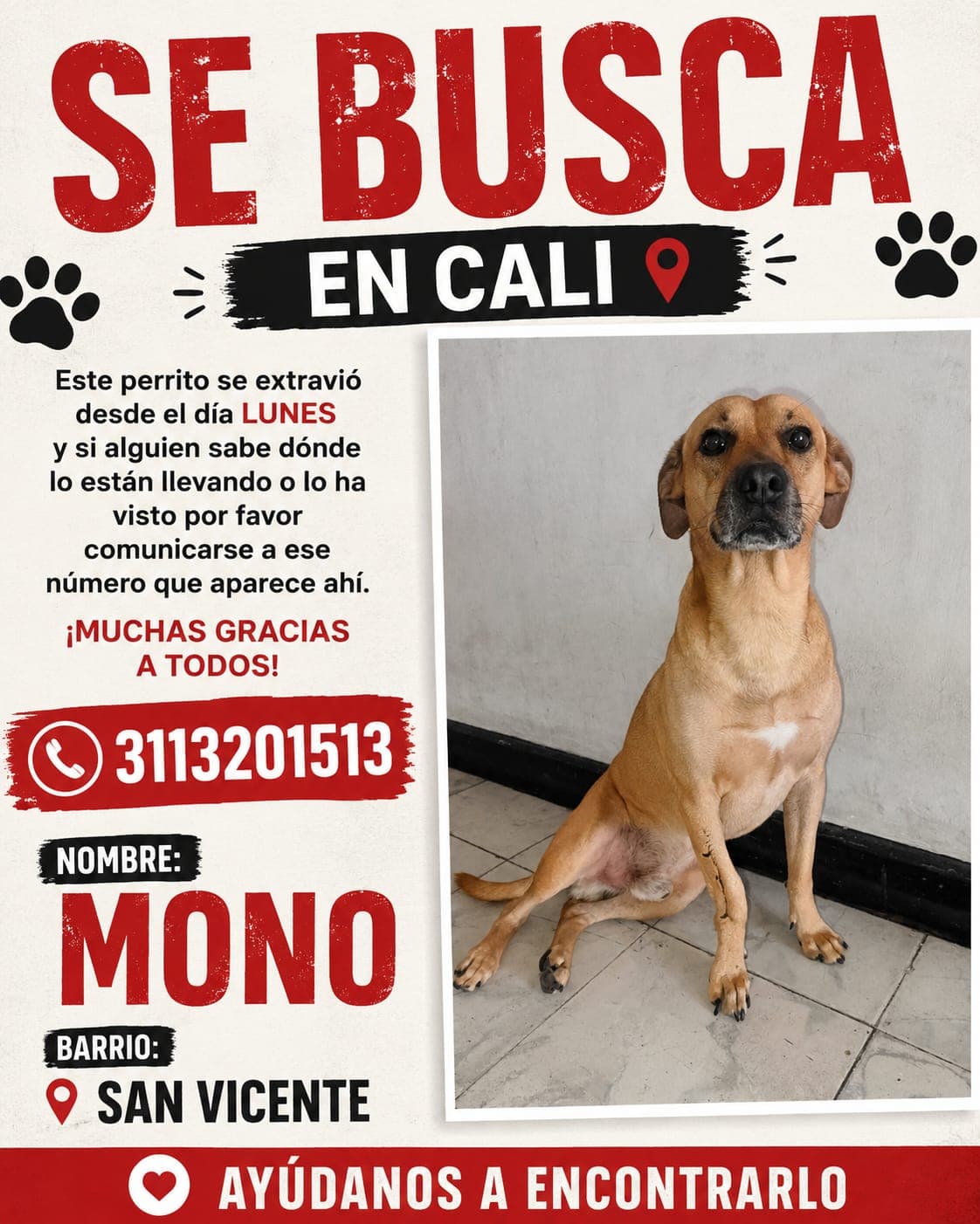 MONO · Perro marrón