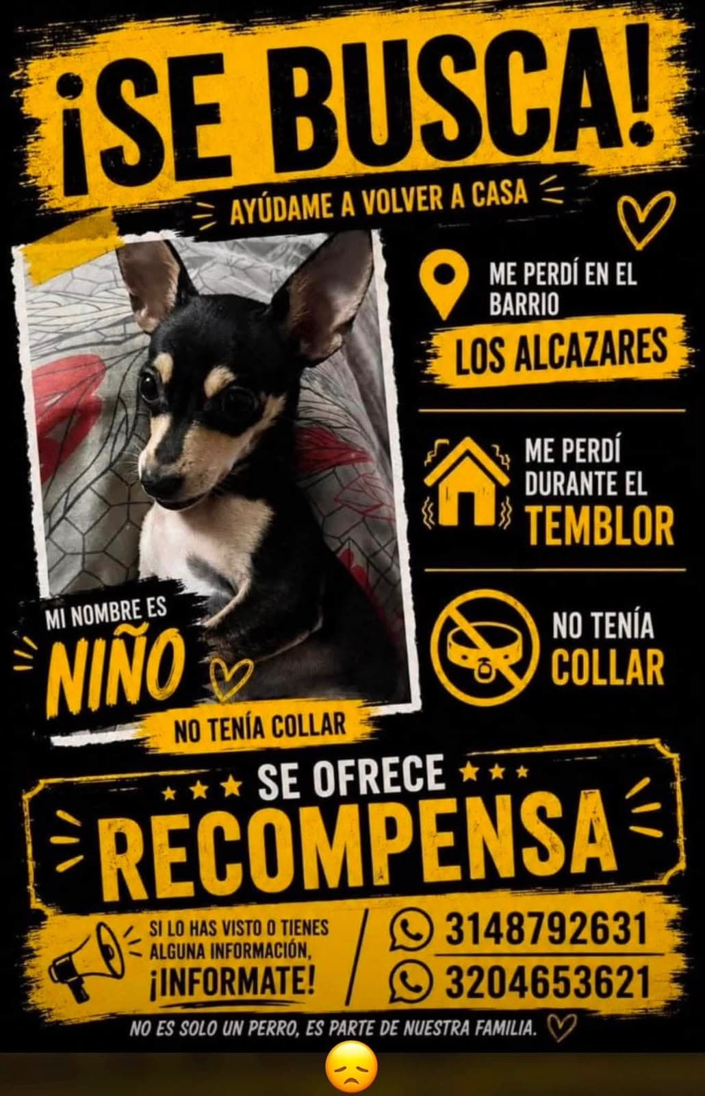 NIÑO · Perro pequeño, negro