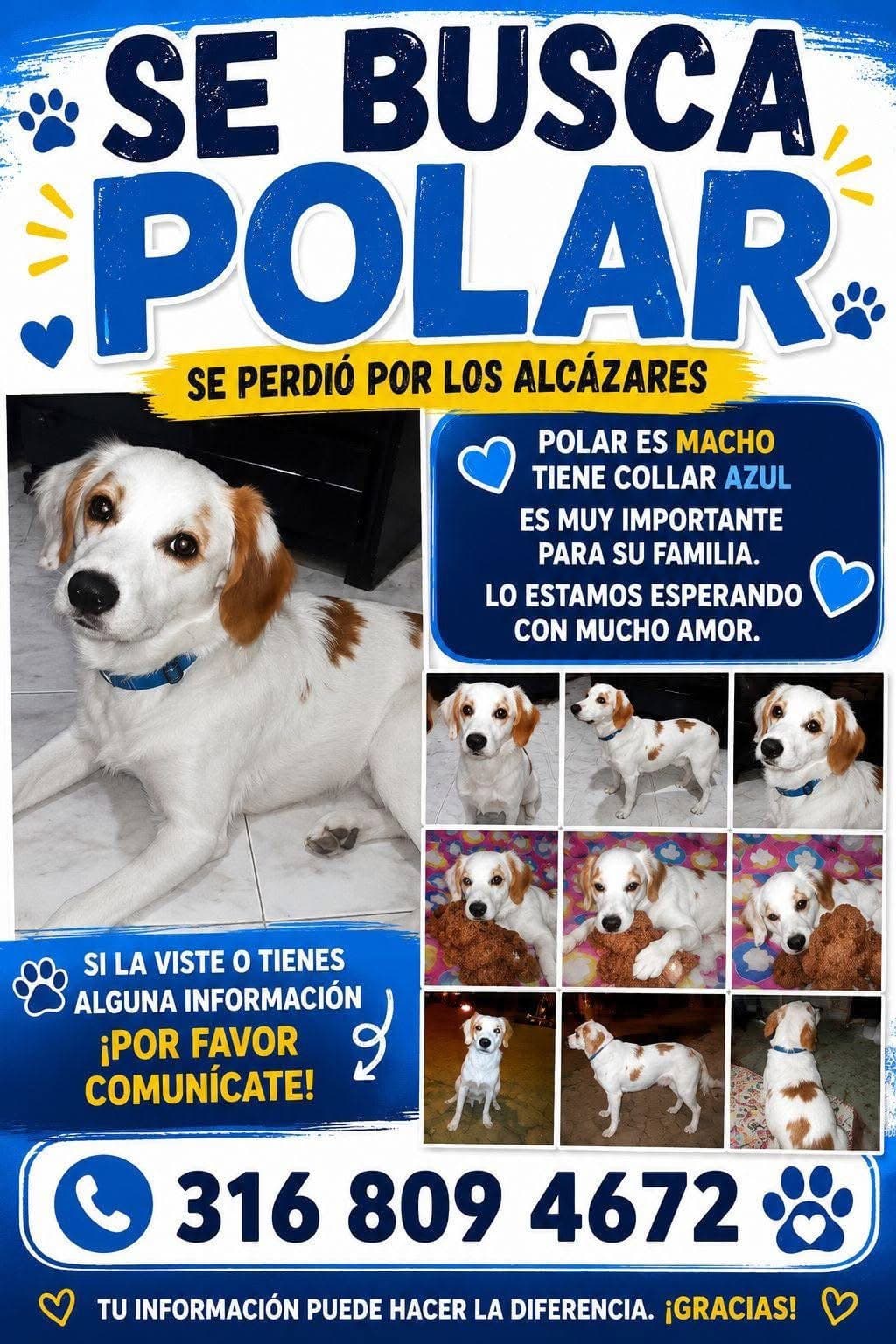 POLAR · Perro blanco