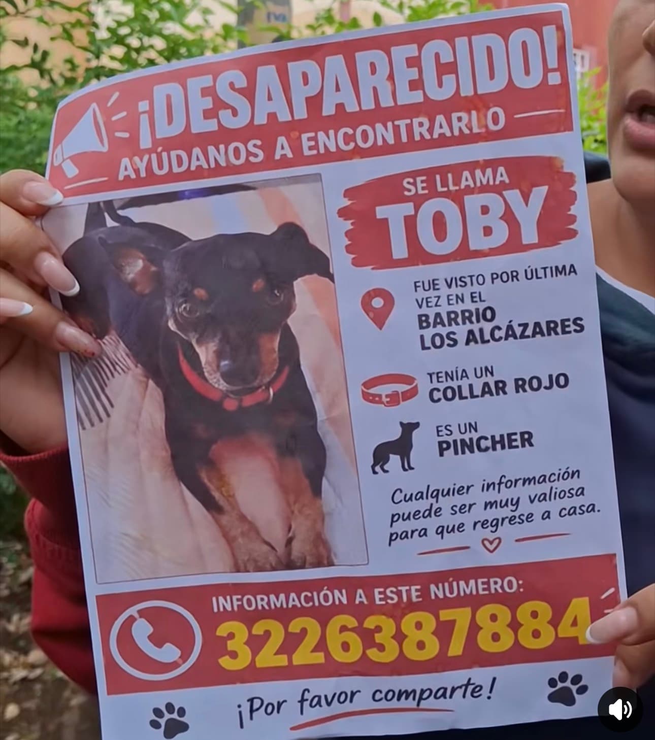 TOBY · Perro negro, pincher
