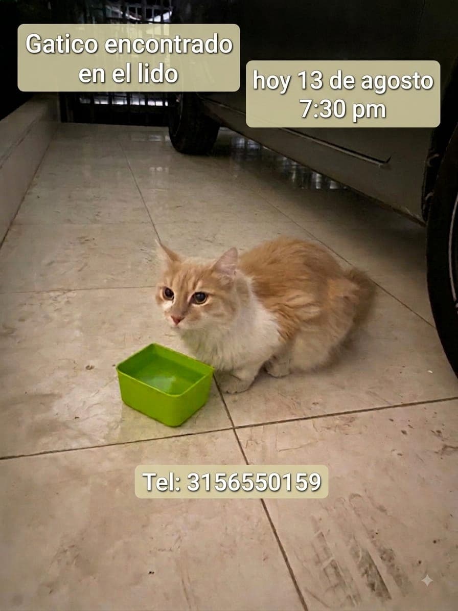EL LIDO_ · Gato naranja