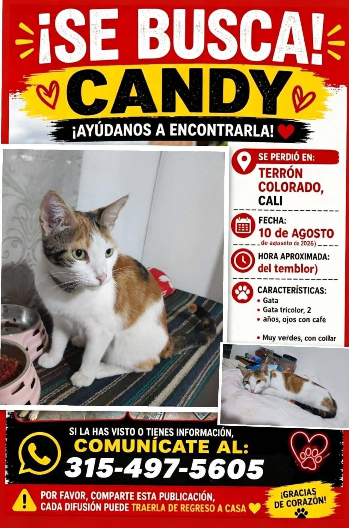 CANDY · Gato tricolor