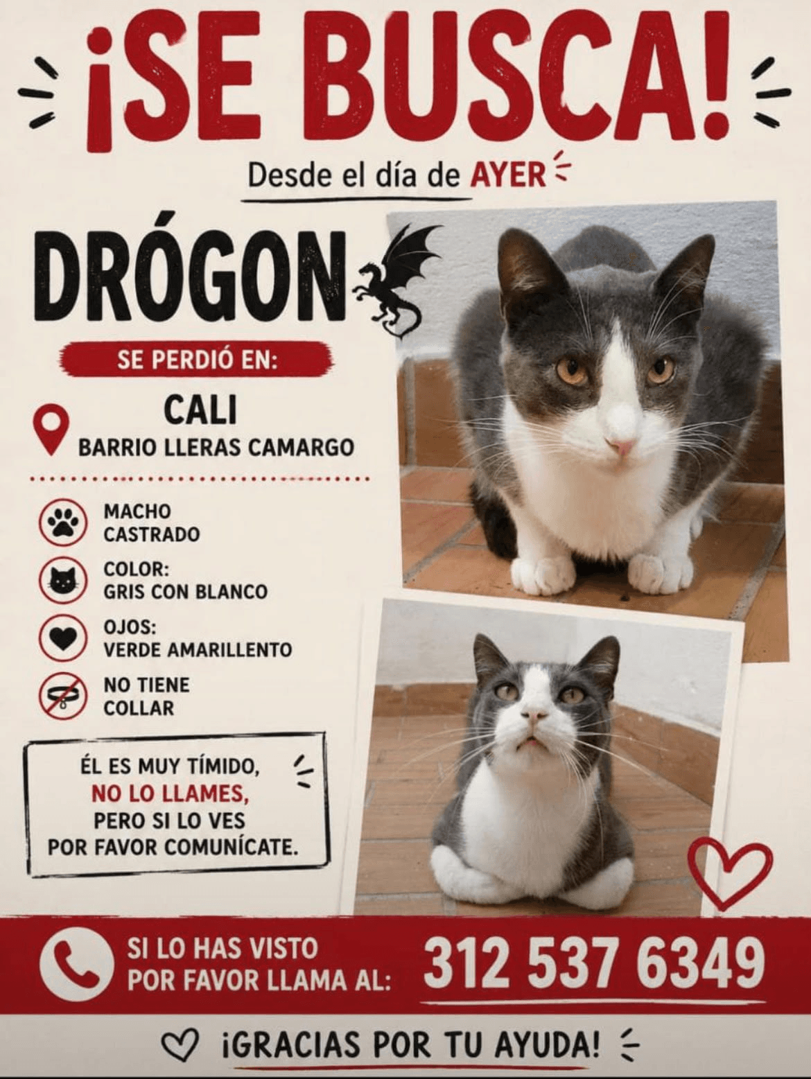 DRÓGON · Gato gris