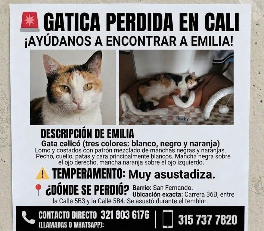 Emilia · Gato tricolor (blanco, negro y naranja), calicó