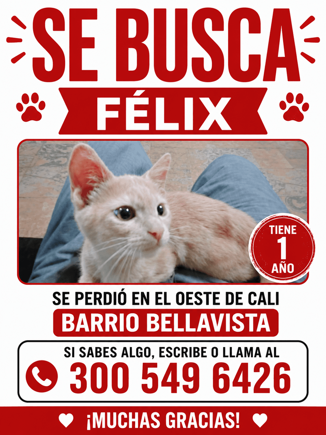 FÉLIX · Gato naranja
