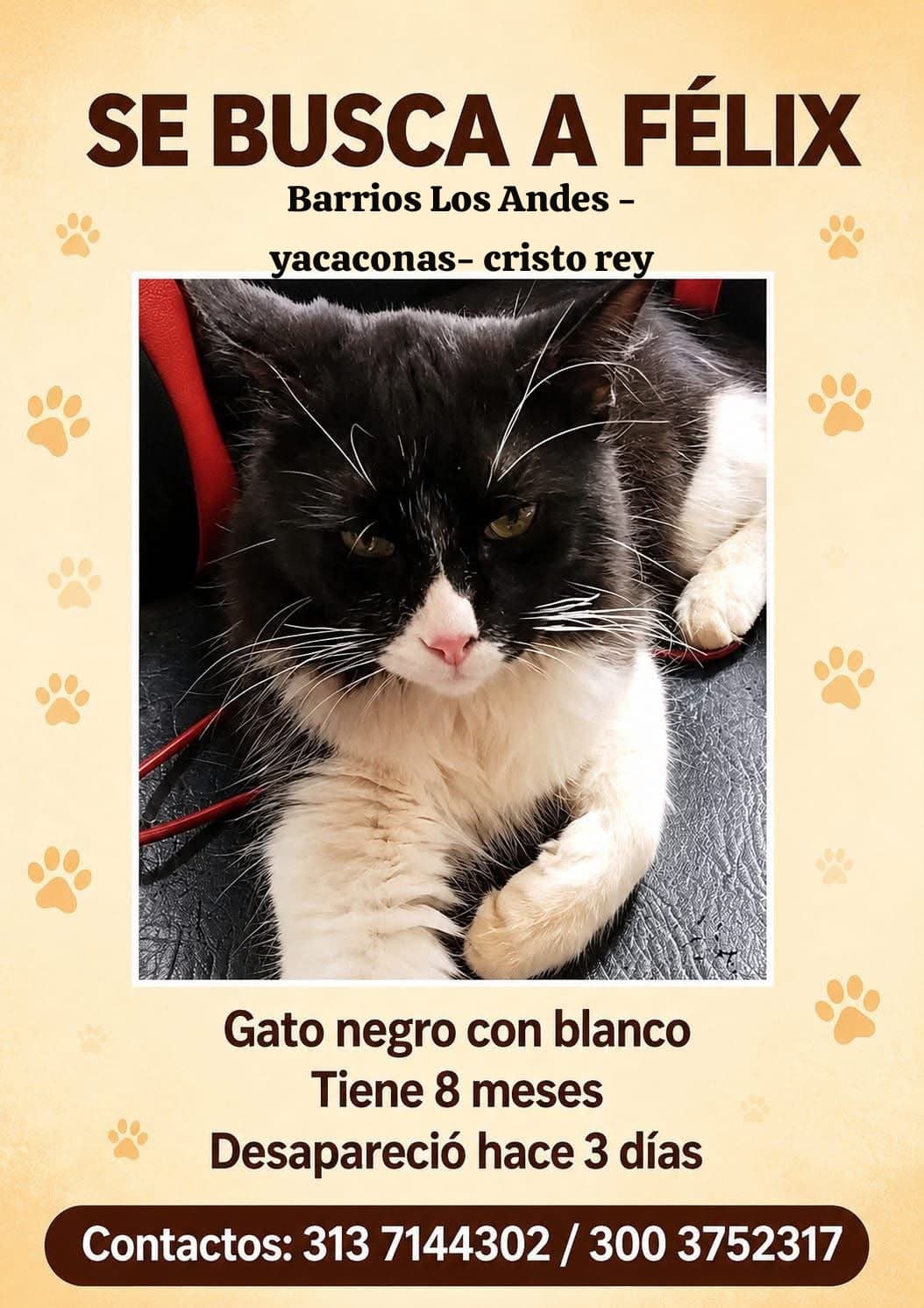 Félix · Gato negro