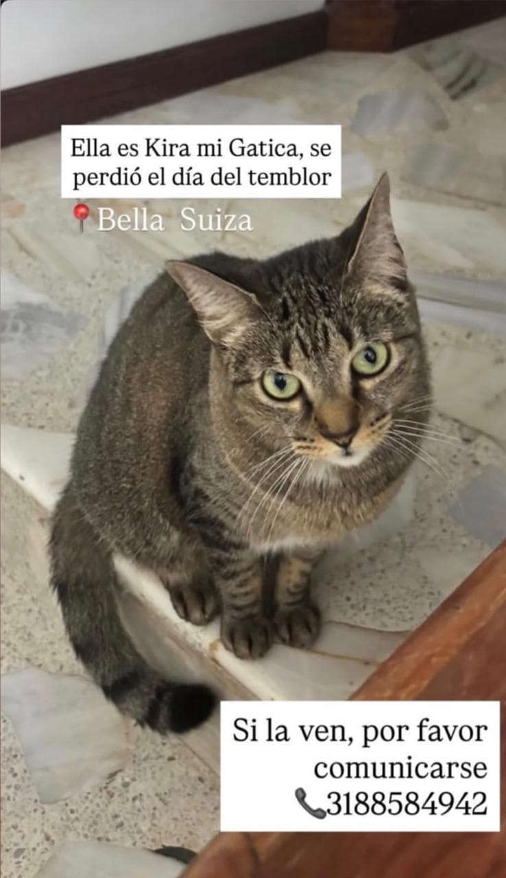 Kira · Gato gris