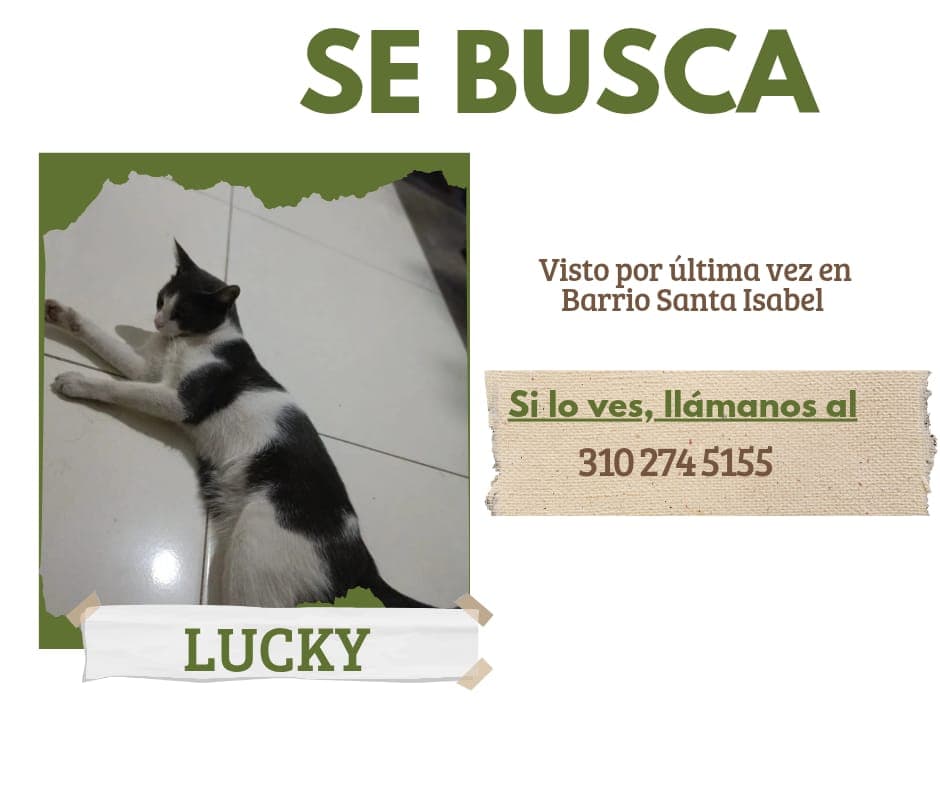 LUCKY · Gato blanco