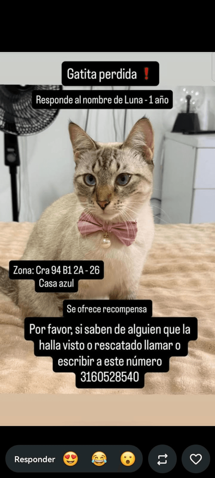 Luna · Gato gris