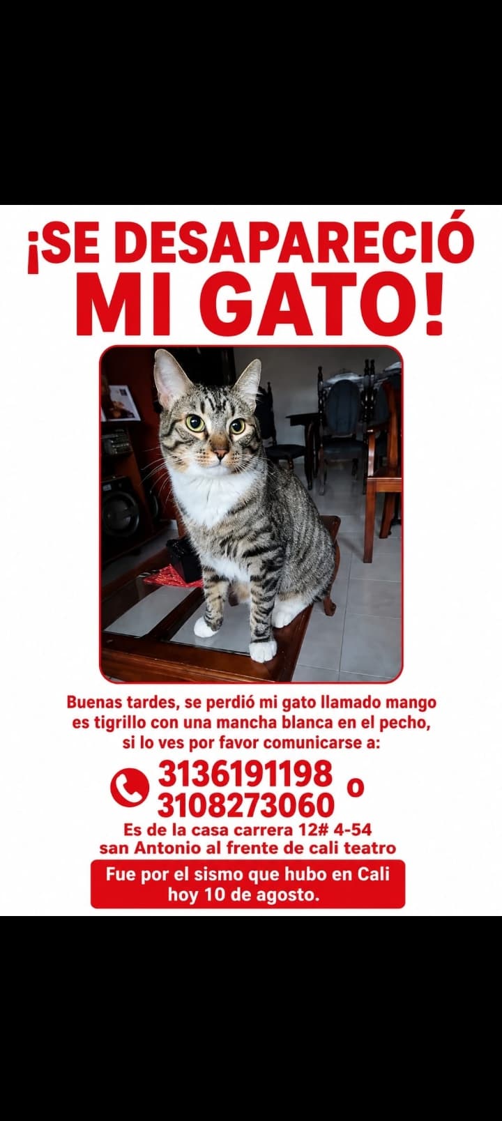 mango · Gato gris, tigrillo