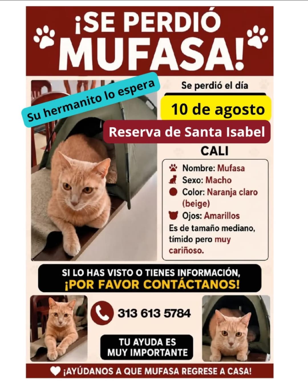 Mufasa · Gato mediano, naranja claro (beige)