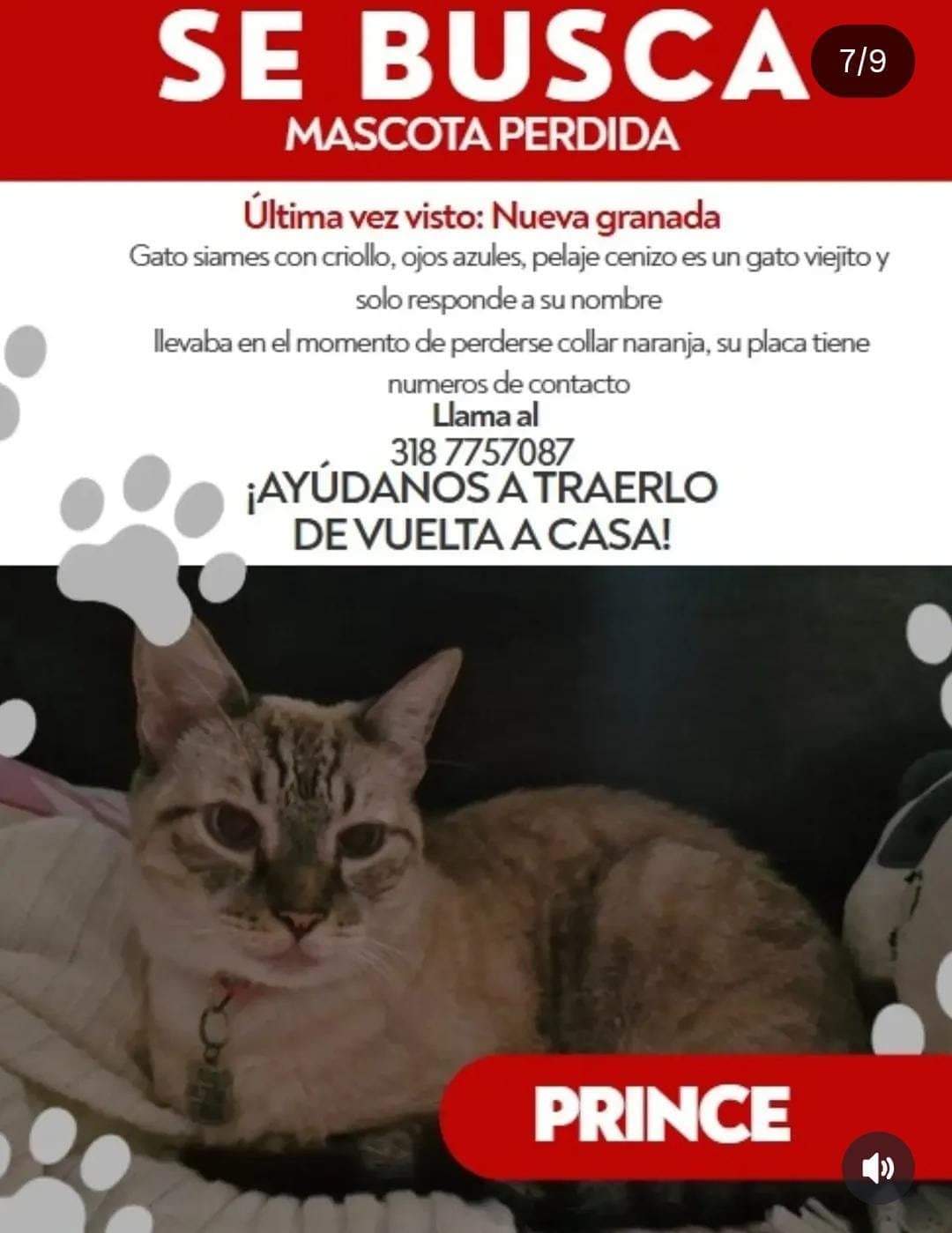 PRINCE · Gato cenizo, siames con criollo