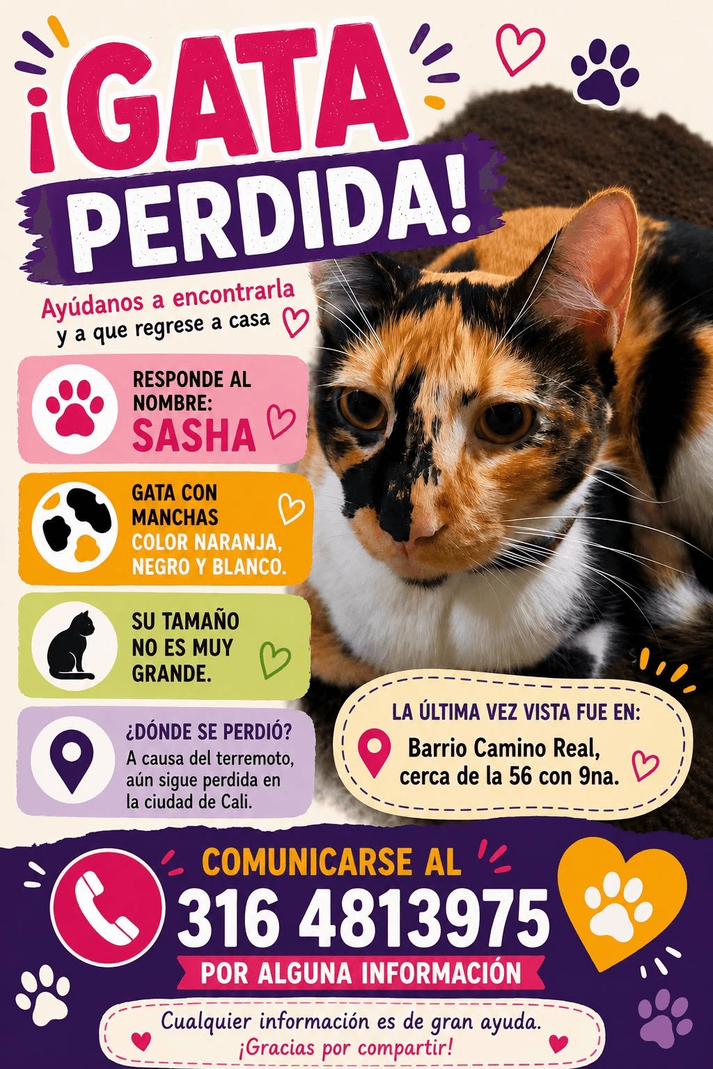 SASHA · Gato mediano, naranja