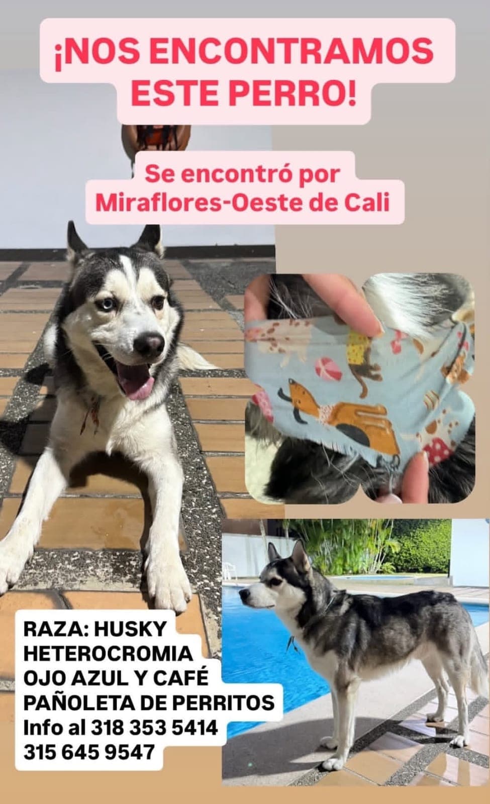 099f9118 · Perro grande, negro, husky