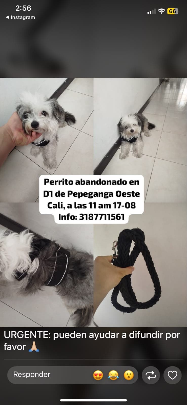 PERRITO PEQUEÑO PELUDO BLANCO CON MANCHAS NEGRAS_GRISES · Perro pequeño, blanco