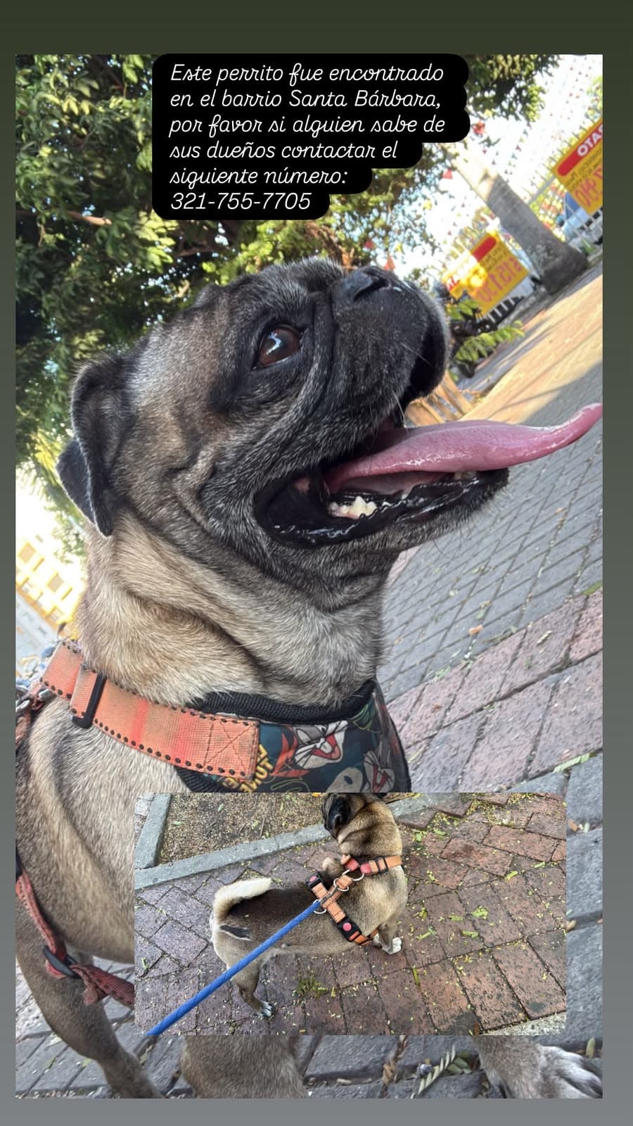 SANTA BÁRBARA_ · Perro pequeño, beige, pug
