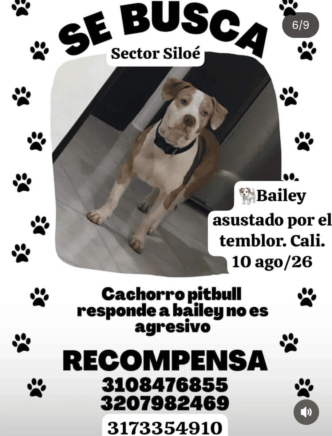Bailey · Perro mediano, marrón, pitbull