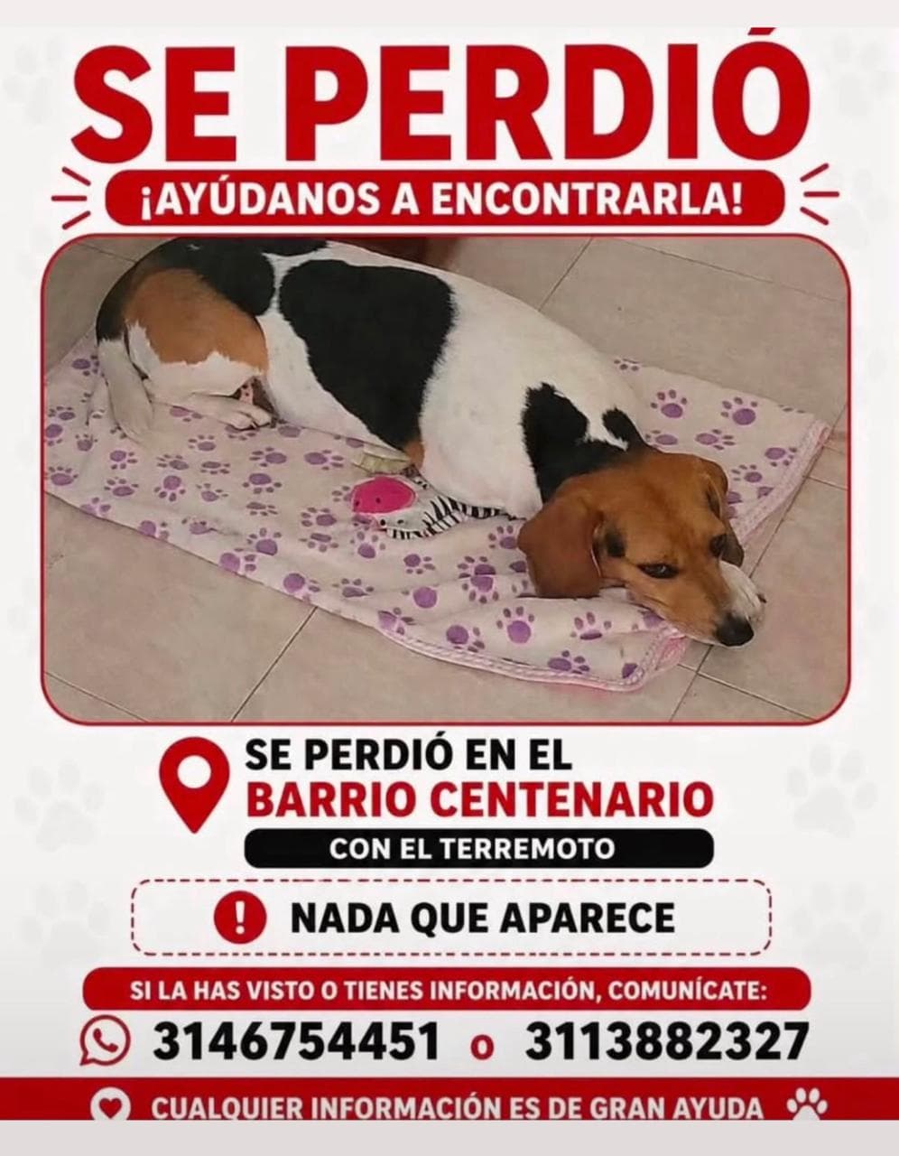 BARRIO CENTENARIO_ · Perro blanco