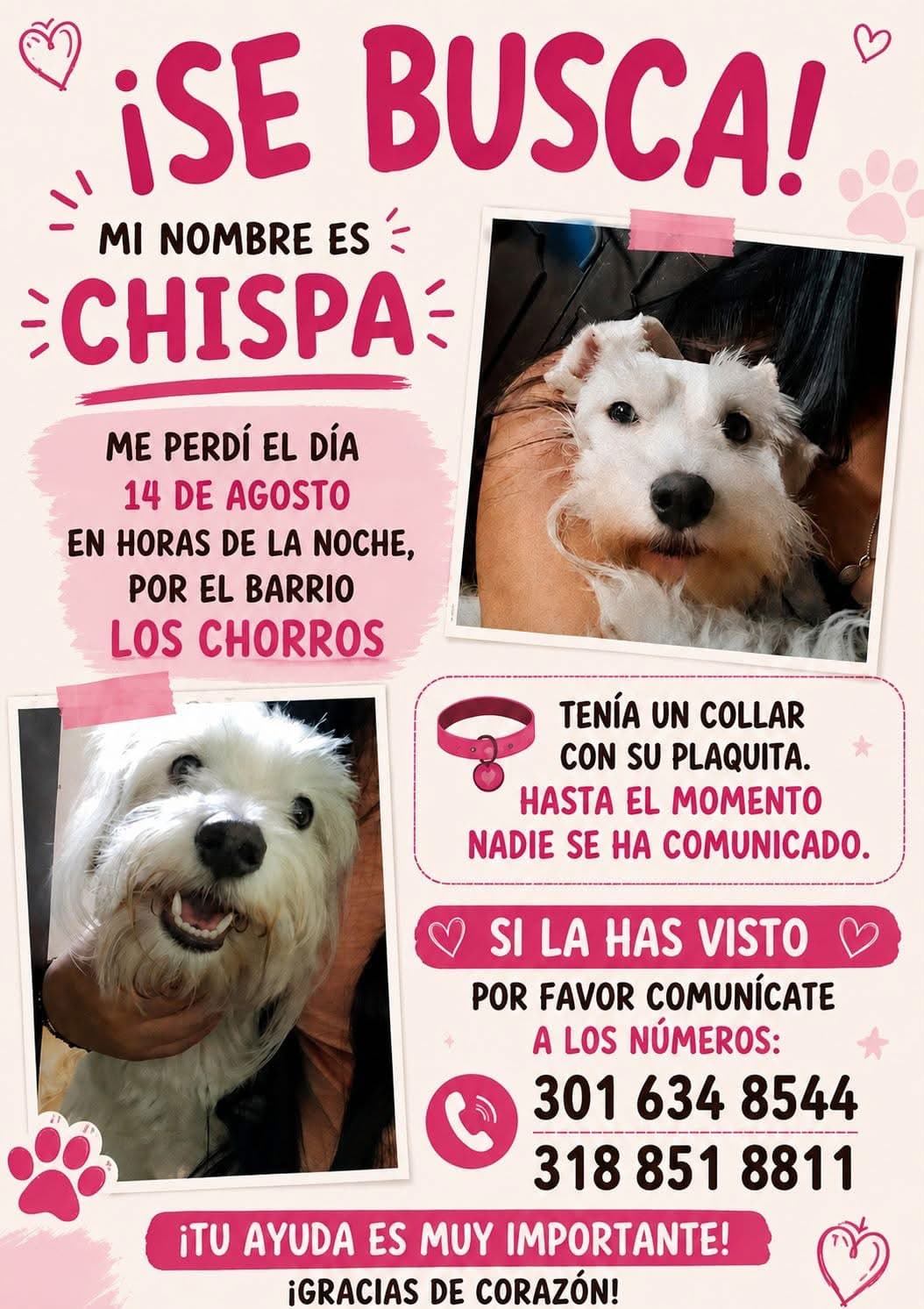 CHISPA · Perro blanco