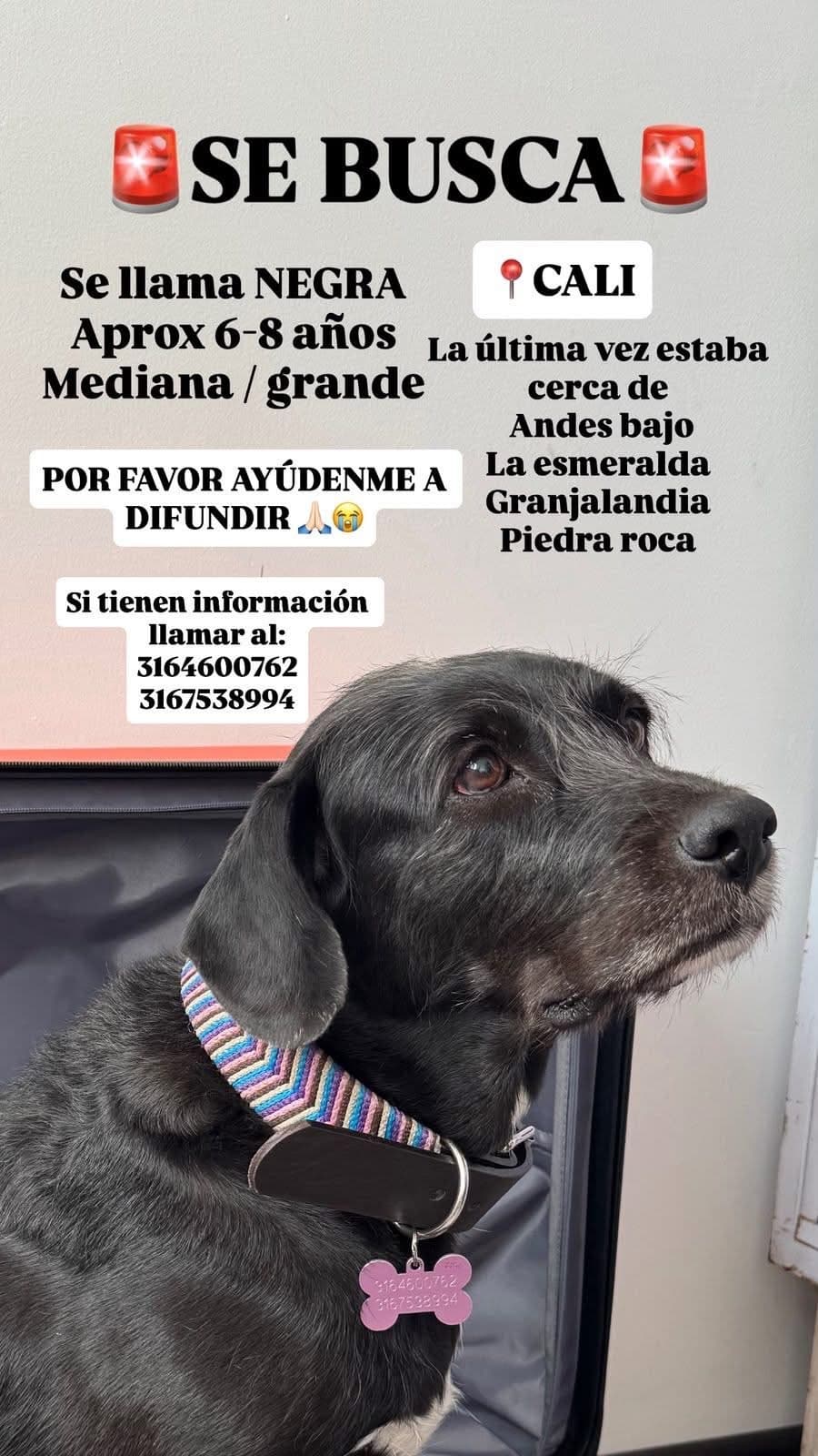 NEGRA · Perro mediano, negro
