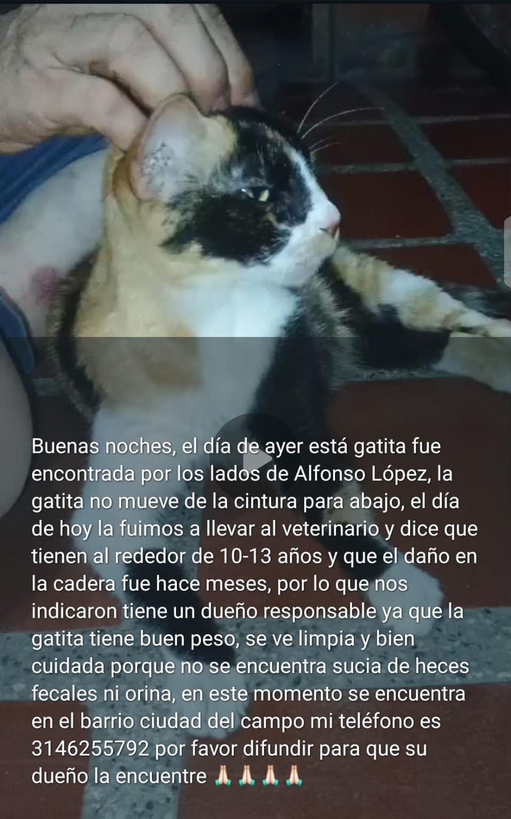 Alfonso López_ · Gato tricolor