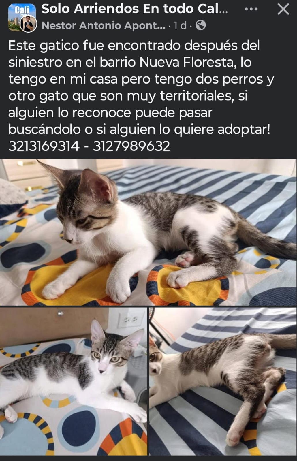 BARRIO LA NUEVA FLORESTA · Gato blanco