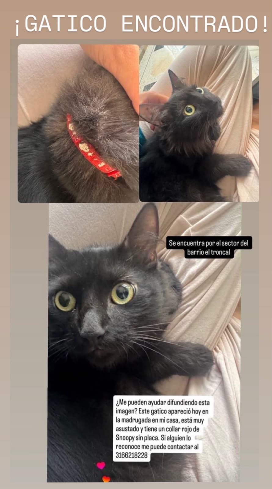 Snoopy · Gato negro