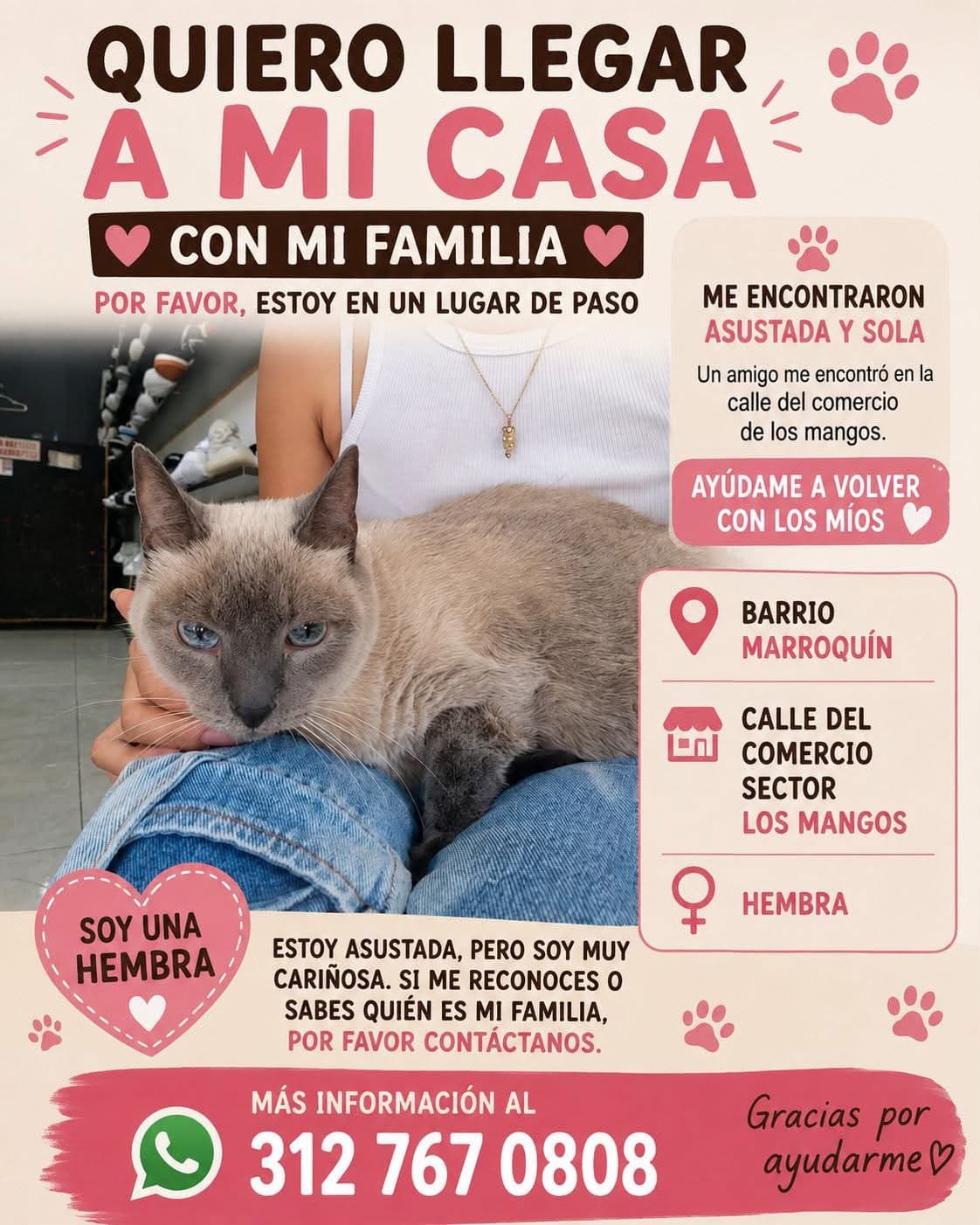 MARROQUIN LOS MANGOS · Gato beige, siamese