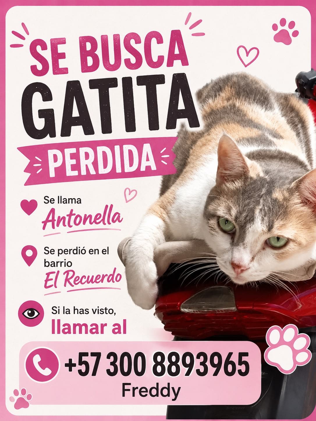 Antonella · Gato blanco