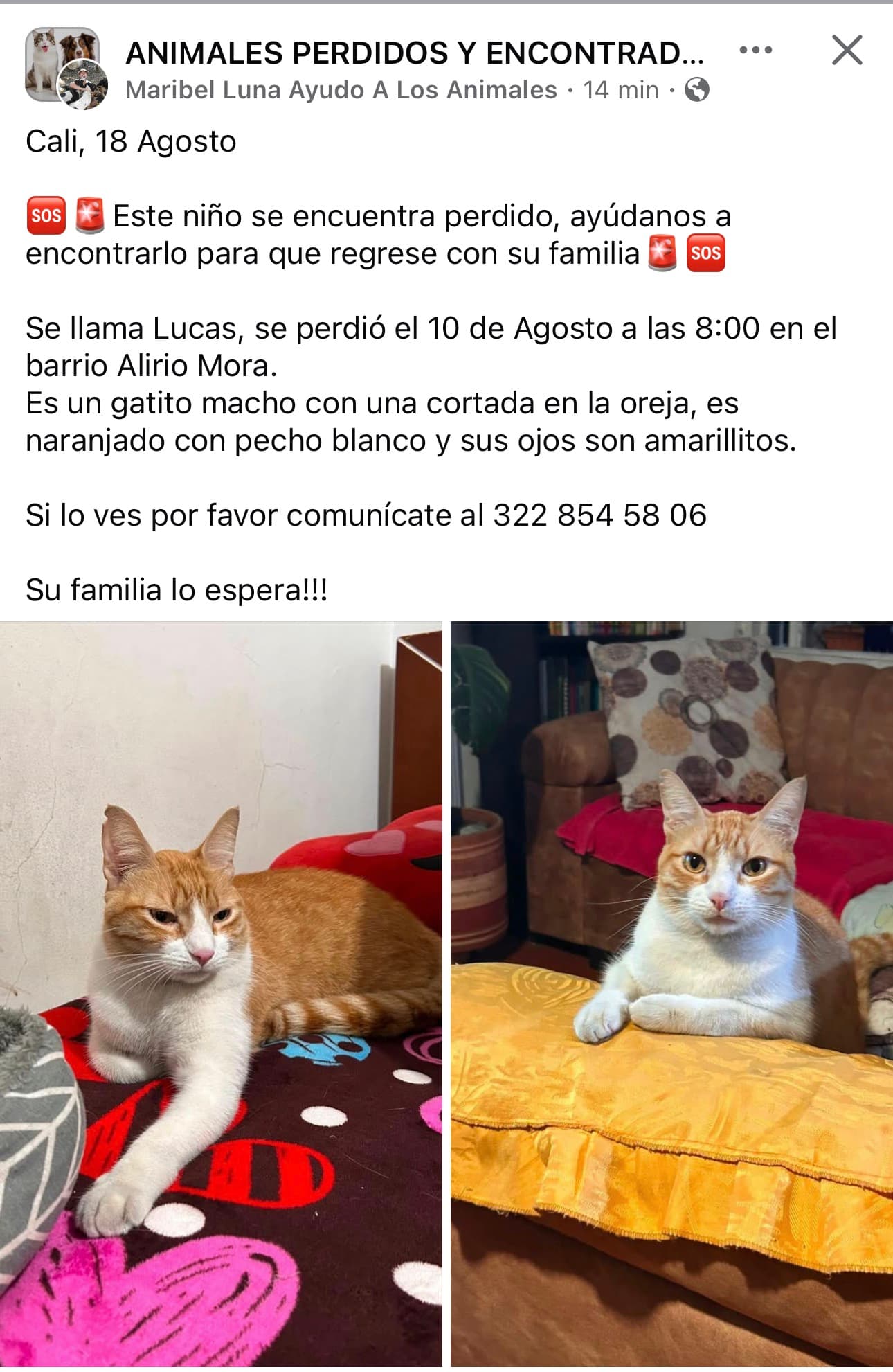 Lucas · Gato naranjado