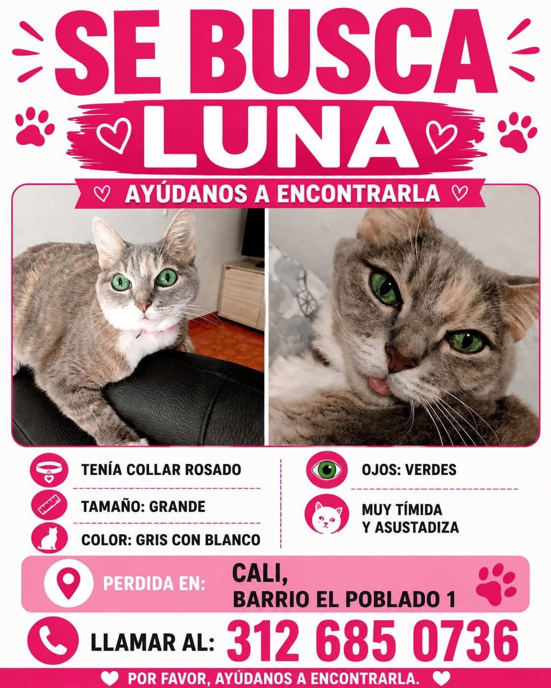 LUNA · Gato grande, gris