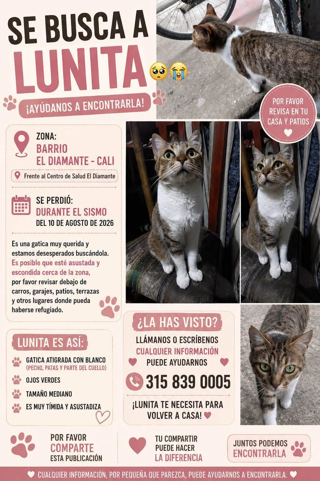 LUNITA · Gato mediano, atigrada