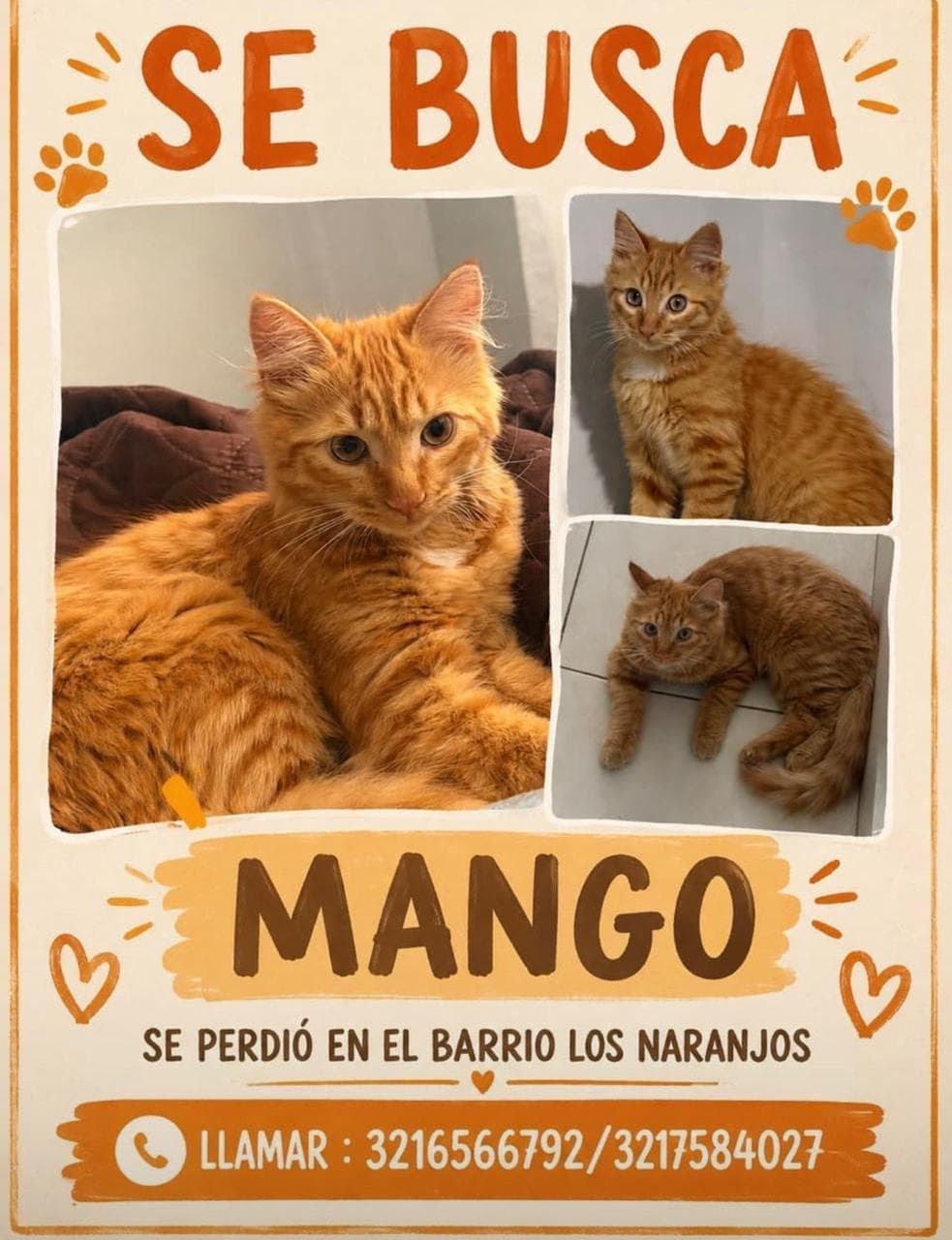 MANGO · Gato naranja