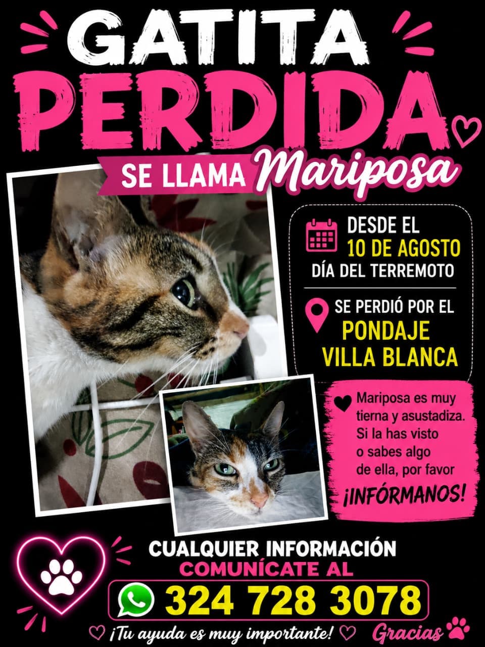 Mariposa · Gato tricolor