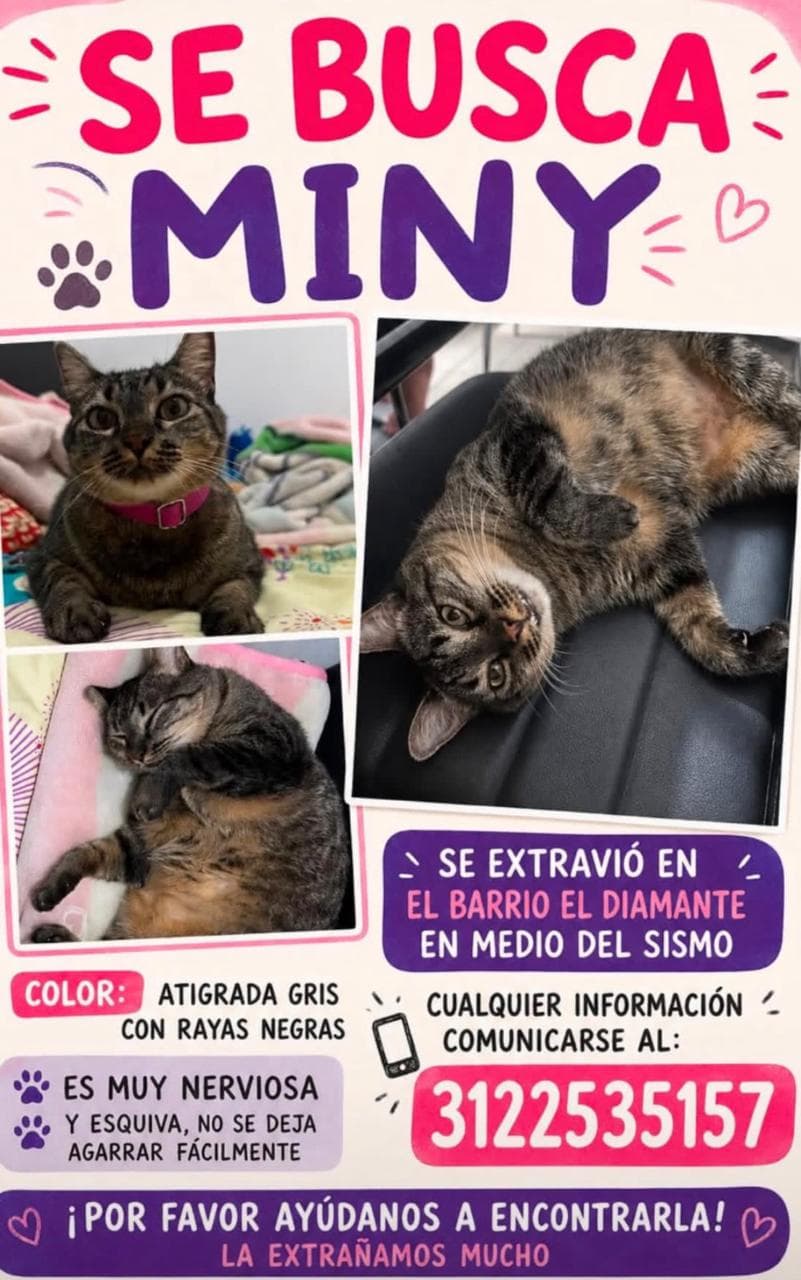 MINY · Gato gris atigrada