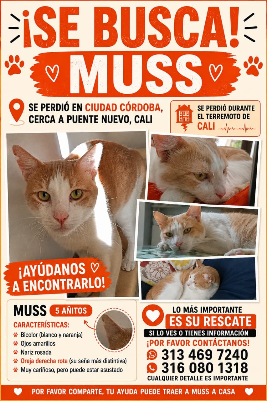 MUSS · Gato naranja