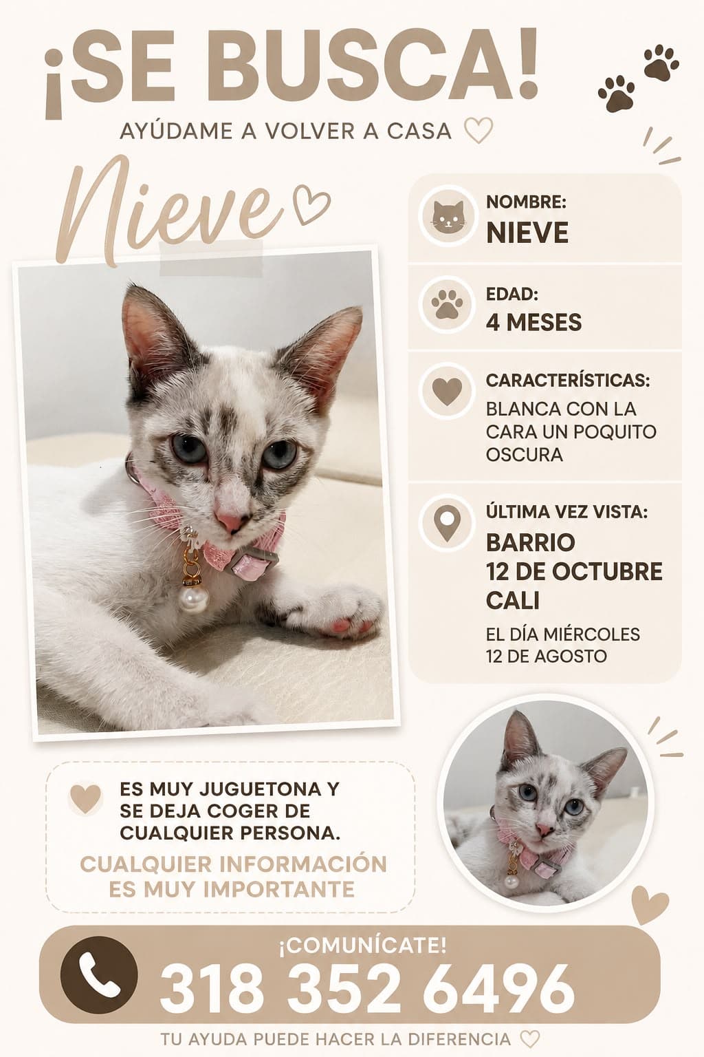 Nieve · Gato blanco
