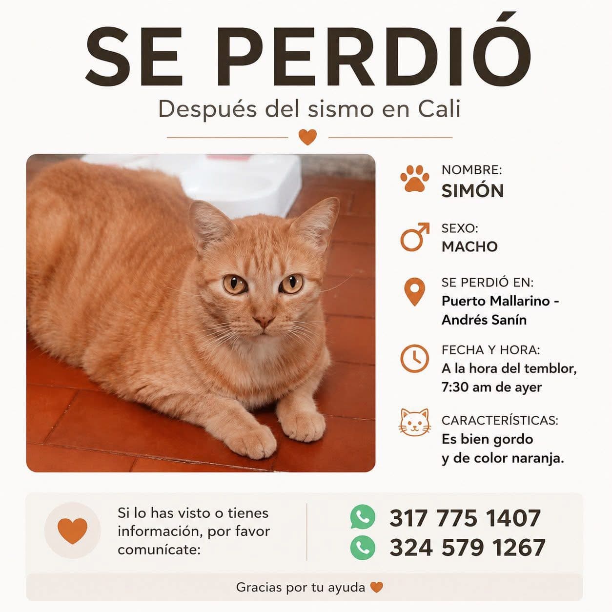 SIMÓN · Gato naranja