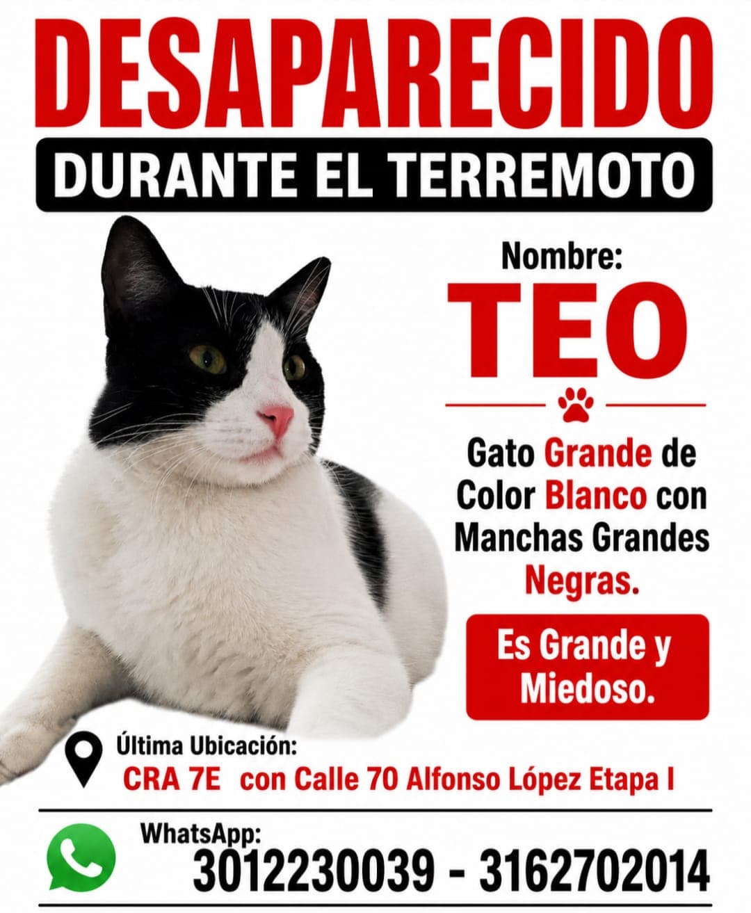 TEO · Gato grande, blanco