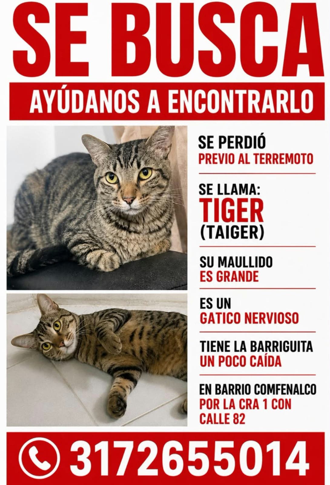 TIGER · Gato gris