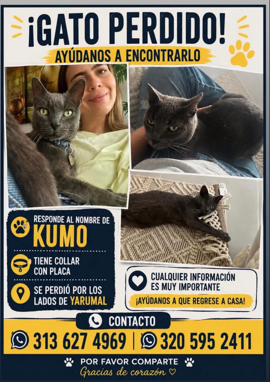 KUMO · Gato gris