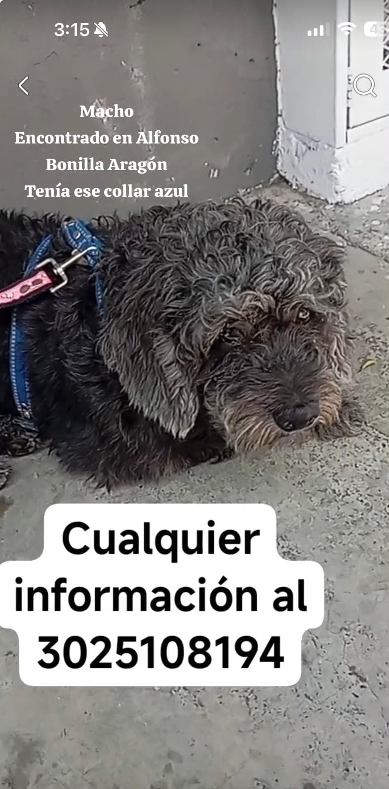 ALFONSO BONILLA ARAGÓN_ · Perro negro