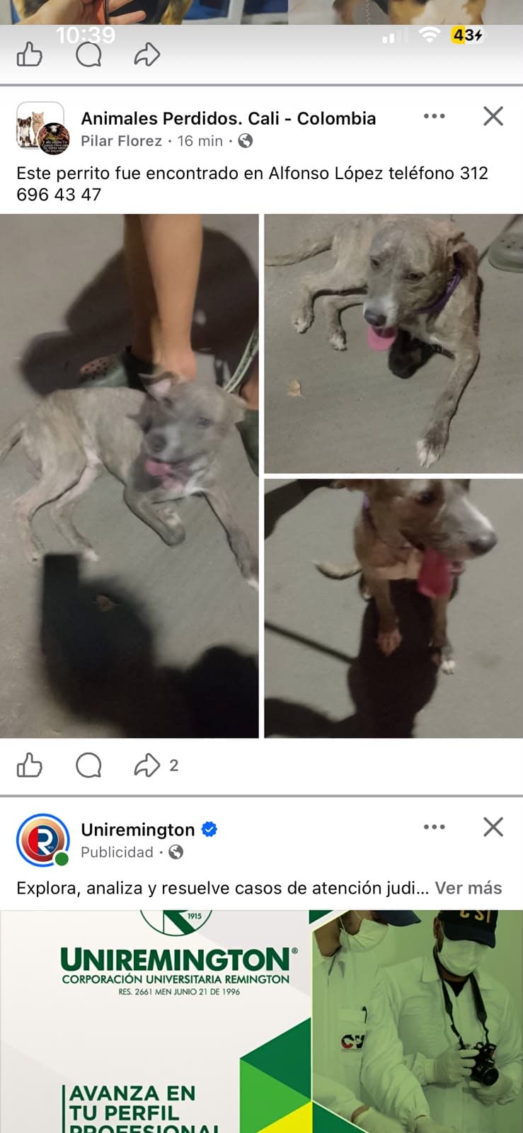 ALFONSO LOPEZ(1) · Perro gris