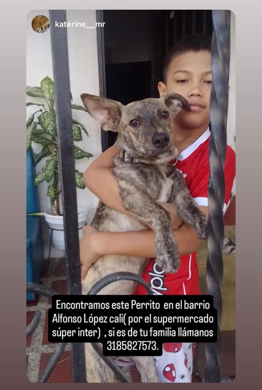 ALFONSO LOPEZ · Perro mediano, gris