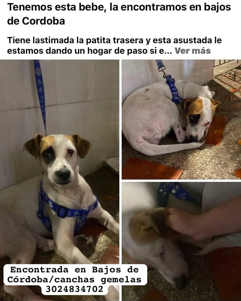 BAJOS DE CORDOBA _ CANCHAS GEMELAS_ · Perro blanco