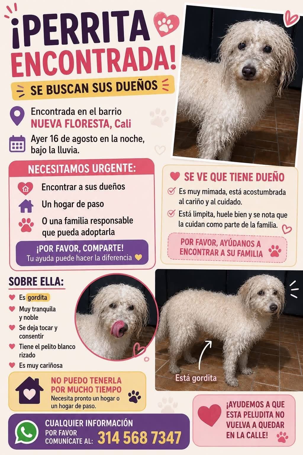 BARRIO LA NUEVA FLORESTA_ · Perro blanco