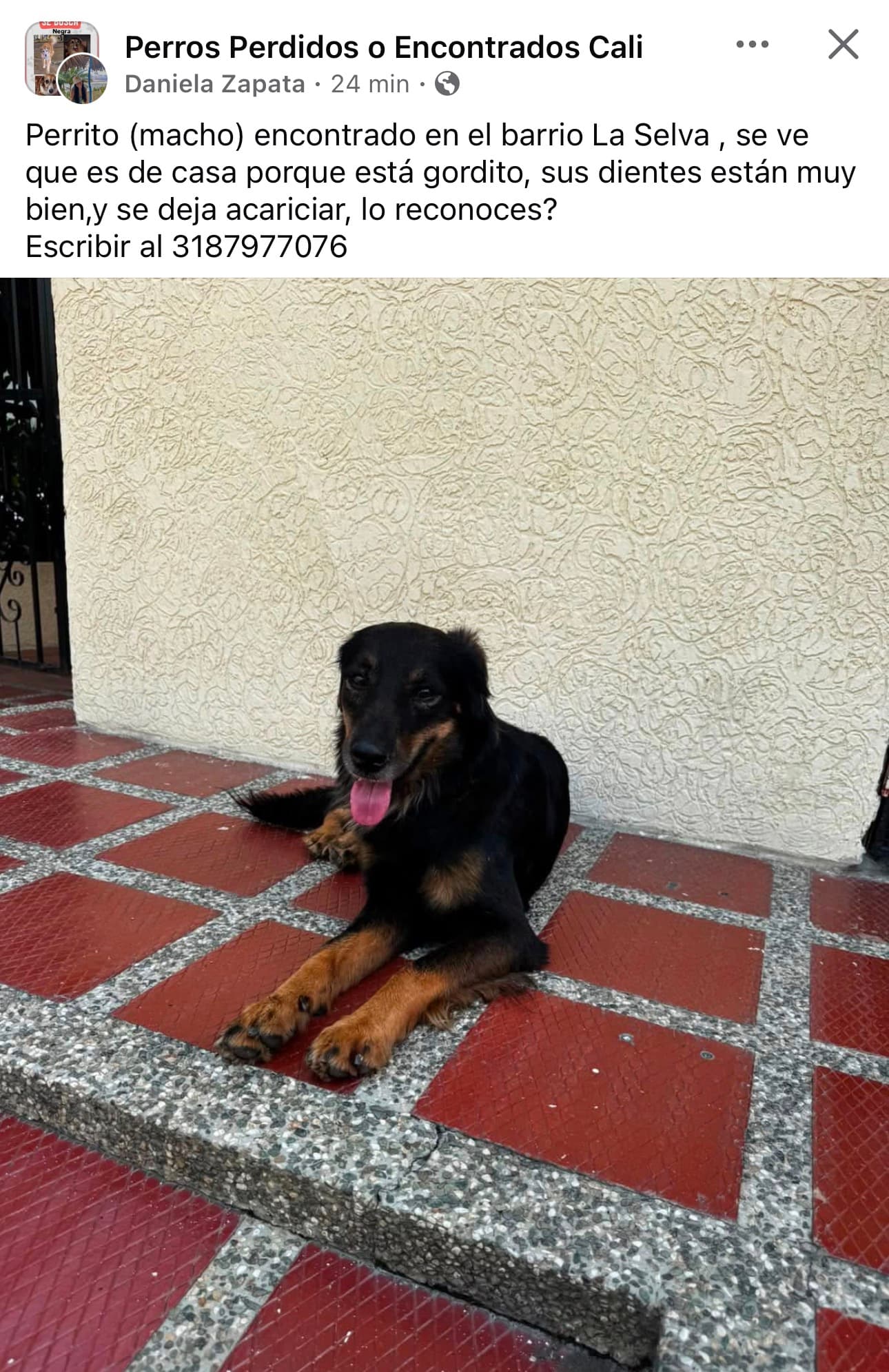 BARRIO LA SELVA · Perro negro