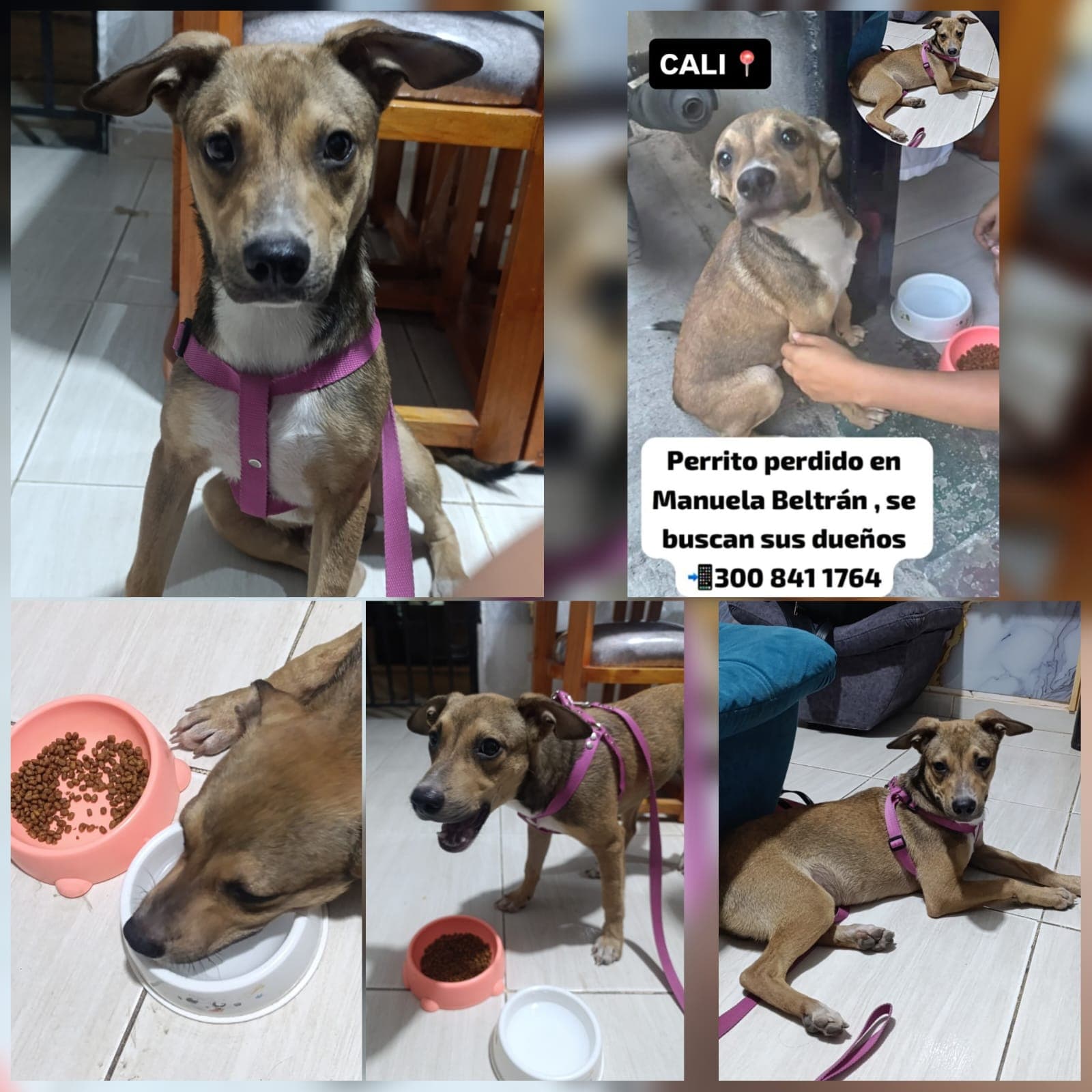 BARRIO MANUELA BELTRÁN_ · Perro mediano, marrón