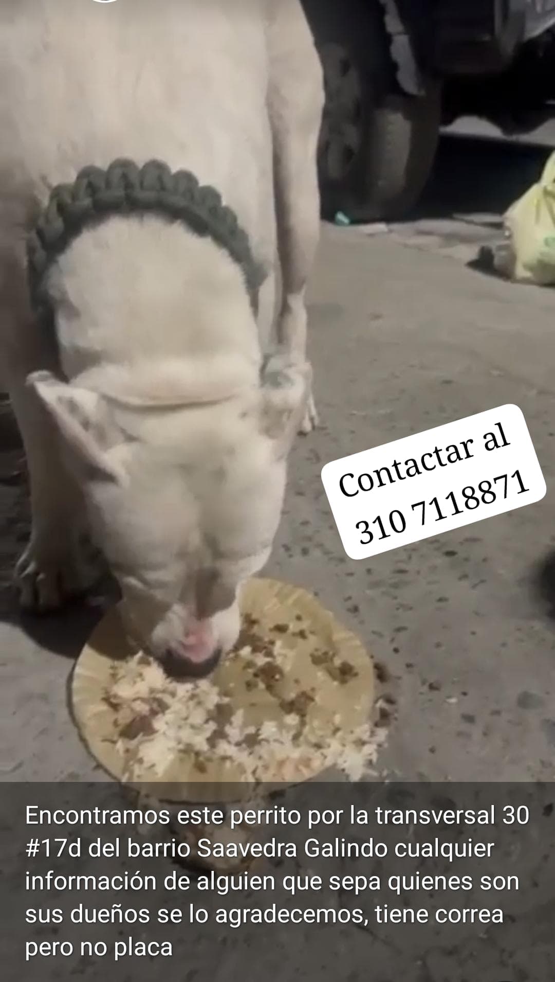BARRIO SAAVEDRA GALINDO_ · Perro blanco